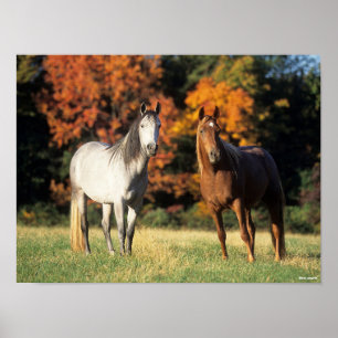 Bob Langrish Two Arabs die samen in het veld staan Poster