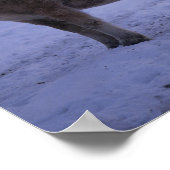 Bob Langrish | Two Fjord Horses Standing In Snow Poster (Hoek)