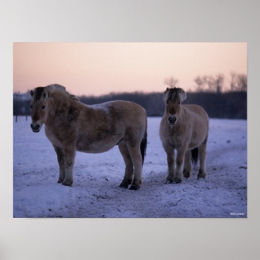 Bob Langrish | Two Fjord Horses Standing In Snow Poster (Voorkant)
