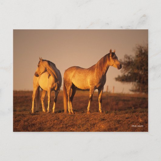 Bob Langrish | Two Grey Arabs Standing at Sunset Briefkaart (Voorkant)