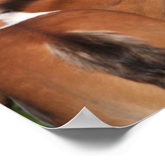 Bob Langrish | Two Irish Sport Horse Foals Playing Poster (Hoek)