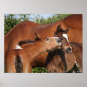Bob Langrish | Two Irish Sport Horse Foals Playing Poster (Voorkant)