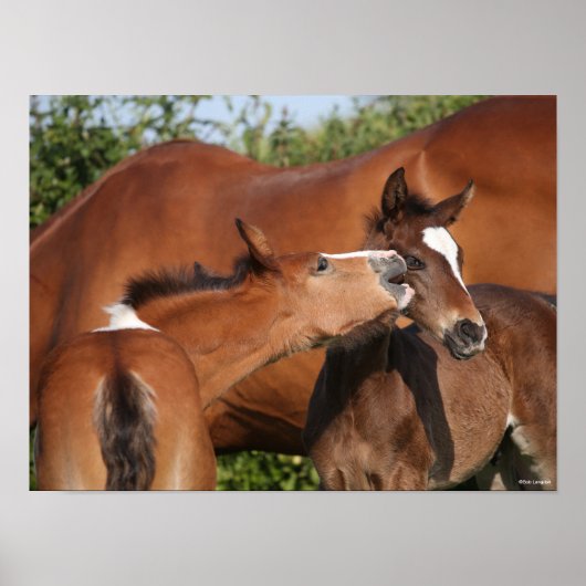 Bob Langrish | Two Irish Sport Horse Foals Playing Poster (Voorkant)
