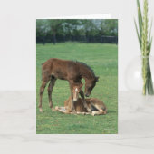 Bob Langrish | Two Morgan Horse Foals Playing Kaart (Voorkant)