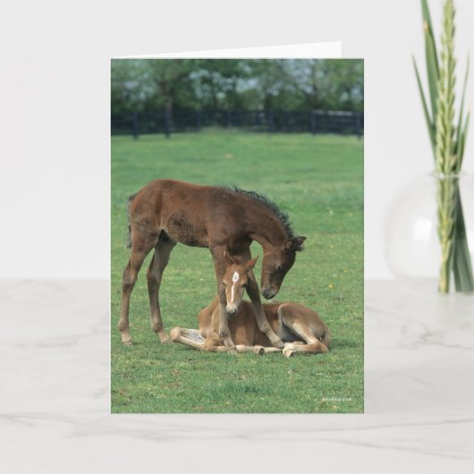 Bob Langrish | Two Morgan Horse Foals Playing Kaart (Voorkant)