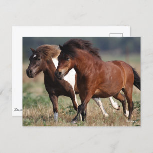 Bob Langrish Two Shetland Ponies die samen lopen Briefkaart
