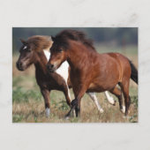 Bob Langrish Two Shetland Ponies die samen lopen Briefkaart (Voorkant)