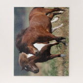 Bob Langrish Two Shetland Ponies die samen lopen Legpuzzel (Verticaal)