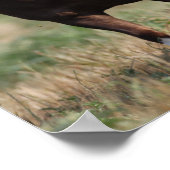 Bob Langrish Two Shetland Ponies die samen lopen Poster (Hoek)