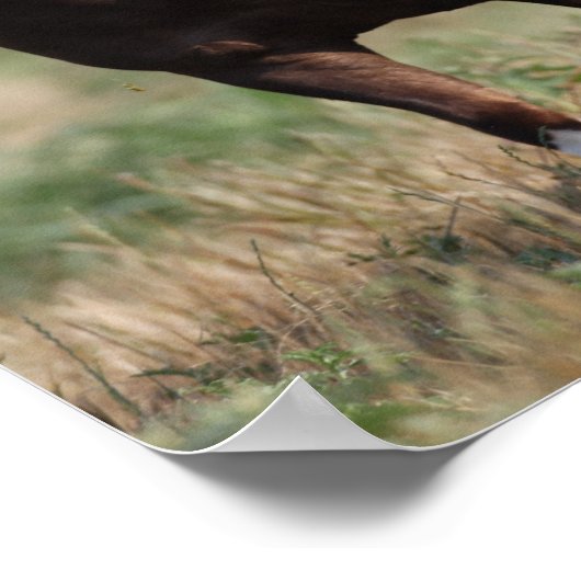 Bob Langrish Two Shetland Ponies die samen lopen Poster (Hoek)