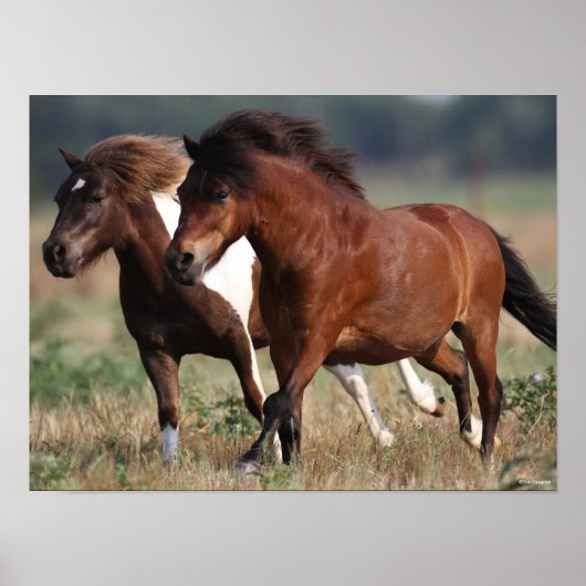Bob Langrish Two Shetland Ponies die samen lopen Poster (Voorkant)