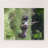 Bob Langrish Two Shetland Ponies Standing Samen Legpuzzel (Horizontaal)