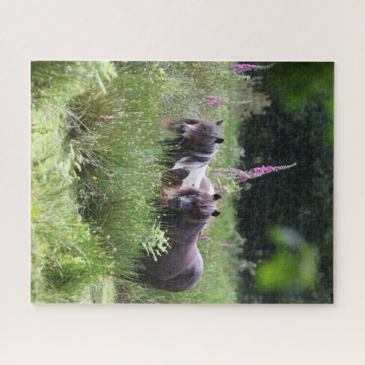 Bob Langrish Two Shetland Ponies Standing Samen Legpuzzel (Horizontaal)