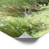 Bob Langrish Two Shetland Ponies Standing Samen Poster (Hoek)