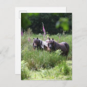 Bob Langrish Two Shetland Ponies Standing Together Briefkaart (Voorkant / Achterkant)