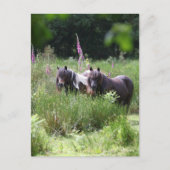 Bob Langrish Two Shetland Ponies Standing Together Briefkaart (Voorkant)