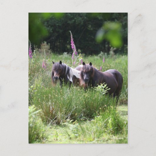 Bob Langrish Two Shetland Ponies Standing Together Briefkaart (Voorkant)