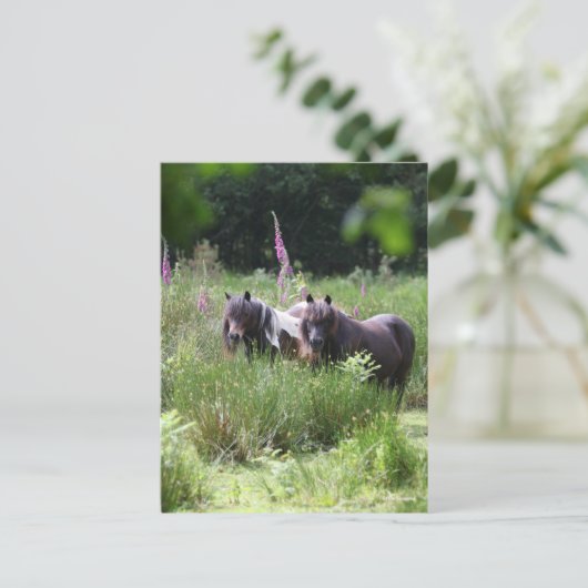 Bob Langrish Two Shetland Ponies Standing Together Briefkaart (Staand voorkant)