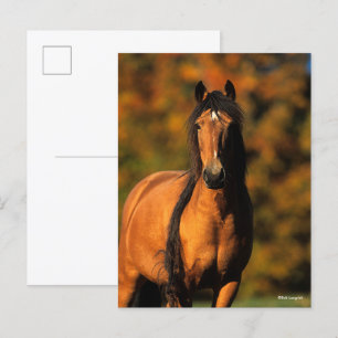 Bob Langrish Vaststaand Pony Chocktaw Briefkaart