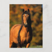 Bob Langrish | Vaststaand Pony Chocktaw Briefkaart (Voorkant)