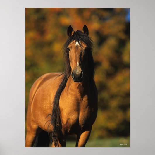 Bob Langrish | Vaststaand Pony Chocktaw Poster (Voorkant)