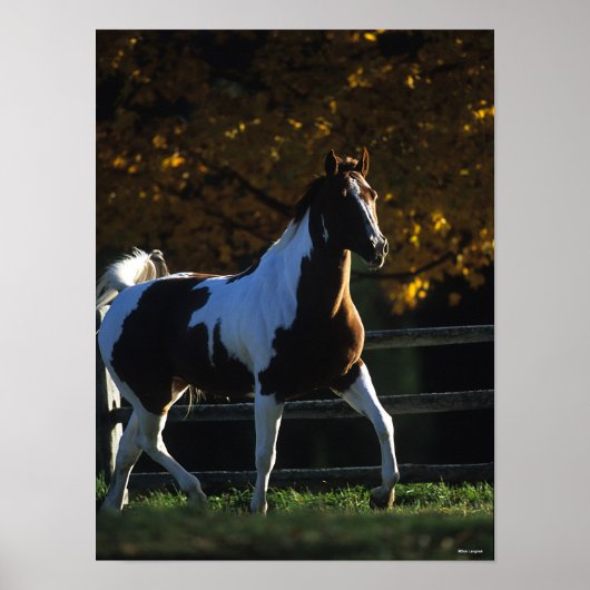 Bob Langrish | Verfpaarden die in de herfst met ac Poster (Voorkant)