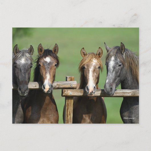 Bob Langrish | Vier Andalucian Youngstock op hek Briefkaart (Voorkant)