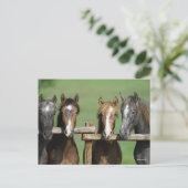 Bob Langrish | Vier Andalucian Youngstock op hek Briefkaart (Staand voorkant)