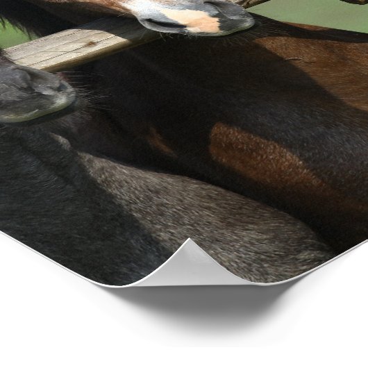 Bob Langrish | Vier Andalucian Youngstock op hek Poster (Hoek)