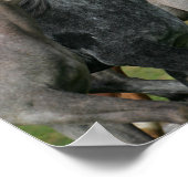 Bob Langrish | Vier Arabische paarden met een race Poster (Hoek)