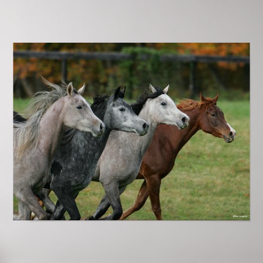 Bob Langrish | Vier Arabische paarden met een race Poster (Voorkant)