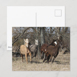 Bob Langrish   Vier buikpaarden Briefkaart