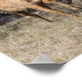 Bob Langrish | Vier buikpaarden Poster (Hoek)