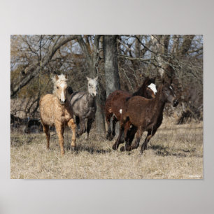 Bob Langrish   Vier buikpaarden Poster