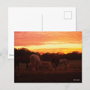 Bob Langrish   Vier paarden grazen op zonsondergan Briefkaart