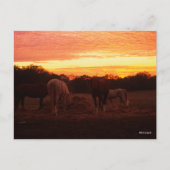 Bob Langrish | Vier paarden grazen op zonsondergan Briefkaart (Voorkant)