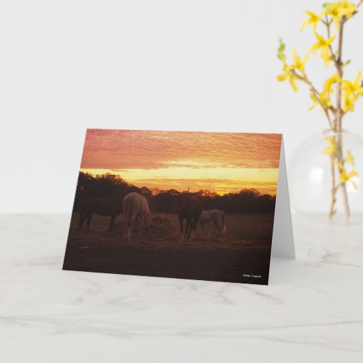 Bob Langrish | Vier paarden grazen op zonsondergan Kaart (Gele Bloem)