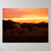 Bob Langrish | Vier paarden grazen op zonsondergan Poster (Voorkant)