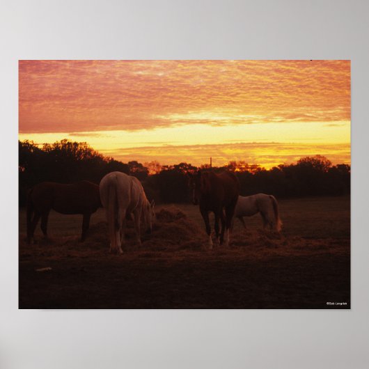 Bob Langrish | Vier paarden grazen op zonsondergan Poster (Voorkant)