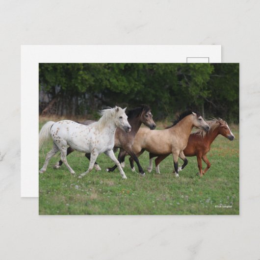 Bob Langrish | Vier pony's die samenwerken Briefkaart (Voorkant / Achterkant)