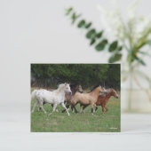 Bob Langrish | Vier pony's die samenwerken Briefkaart (Staand voorkant)