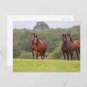 Bob Langrish | Vier Welsh Ponies die samen staan Briefkaart (Voorkant / Achterkant)