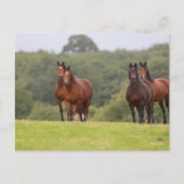 Bob Langrish | Vier Welsh Ponies die samen staan Briefkaart (Voorkant)