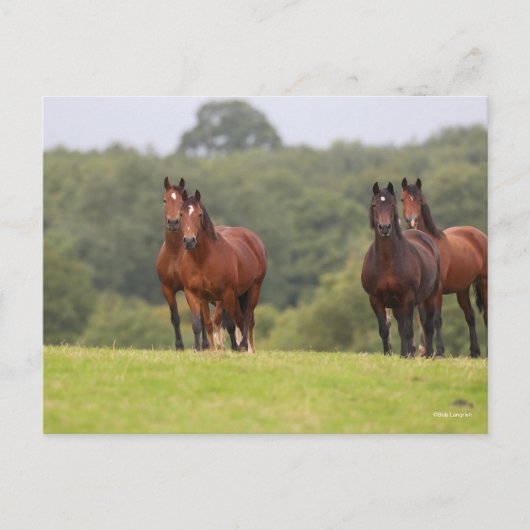 Bob Langrish | Vier Welsh Ponies die samen staan Briefkaart (Voorkant)