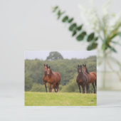 Bob Langrish | Vier Welsh Ponies die samen staan Briefkaart (Staand voorkant)