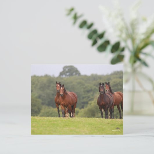 Bob Langrish | Vier Welsh Ponies die samen staan Briefkaart (Staand voorkant)