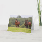 Bob Langrish | Vier Welsh Ponies die samen staan Kaart (Voorkant)