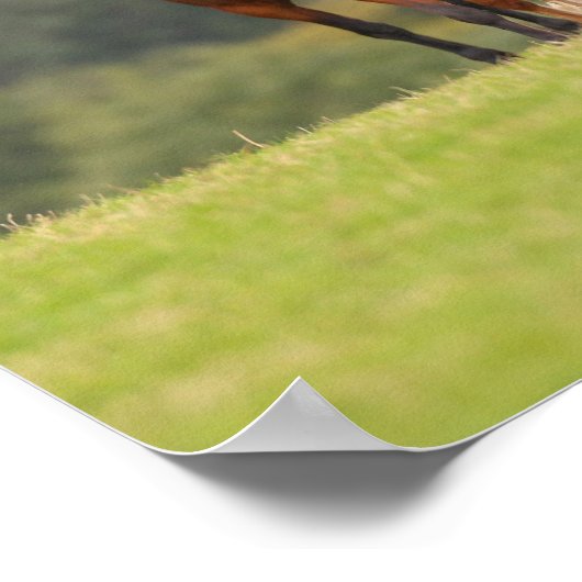 Bob Langrish | Vier Welsh Ponies die samen staan Poster (Hoek)