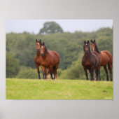 Bob Langrish | Vier Welsh Ponies die samen staan Poster (Voorkant)