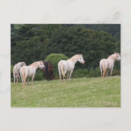 Bob Langrish | Welsh Ponies Standing in Field Briefkaart (Voorkant)